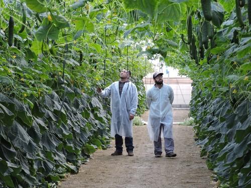 Rijk Zwaan ofrece la solución al CGMMV con el pepino holandés 24-261 RZ  apuesta por más variedades blueleaf con resistencia a oídio
