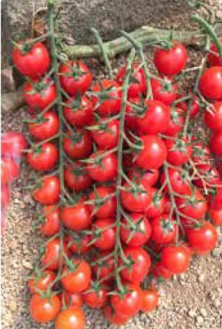 Seminis dará gran protagonismo a sus variedades para el campo almeriense en el pabellón 1.2 de Messe Berlín