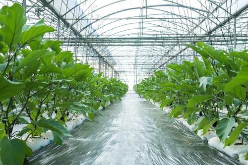 Hortofrutícola La Ñeca, cien por cien comprometida con el sello GlobalG.A.P. para ofrecer un producto acorde con las normas de calidad
