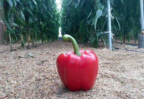 El pimiento California SV1204PB de Seminis demuestra en campo la calidad de su fruto