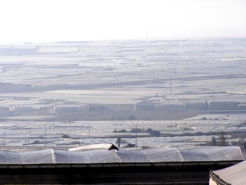 Almería y Sevilla, líderes en exportaciones agroalimentarias en Andalucía