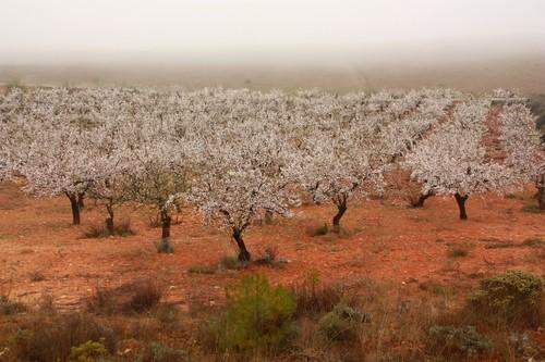 Pirecris, el insecticida natural de Seipasa, recibe la autorización excepcional contra vectores de la Xylella fastidiosa en almendro y viña