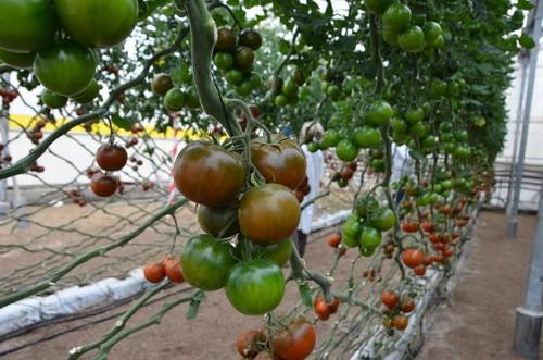 Syngenta propone un tomate Kumato con más productividad y sabor mientras avanza en nuevos cherry rama