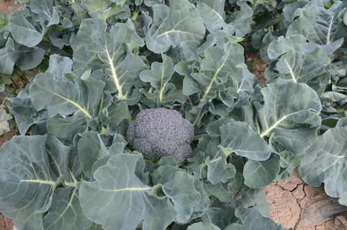 Titanium, el brócoli de Seminis que destaca por su producción y uniformidad