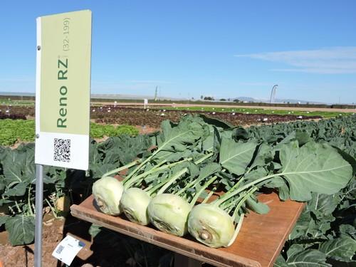 Rijk Zwaan revoluciona el mercado de las coles con variedades de diversos colores, sabor dulce y diferentes tamaños