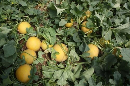  ASAJA muestra su preocupación por el incremento de las importaciones de sandía y melón de países terceros