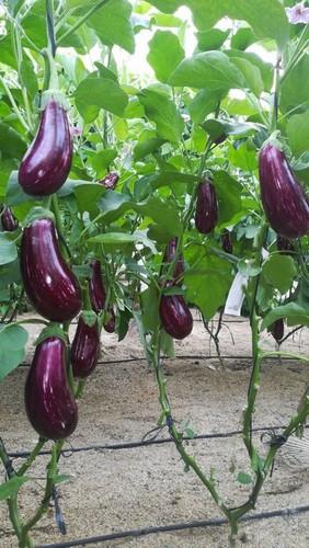 Araceli RZ, la berenjena rayada sin espinas con frutos de un color morado muy intenso y brillante