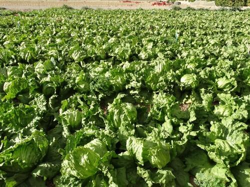 Meridiem Seeds proporciona material para la producción de lechuga durante todo el año liderando la investigación en la resistencia a fusarium