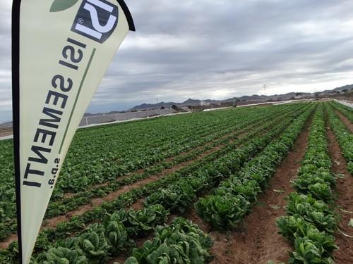 Isi Sementi muestra su compromiso con los productores de lechuga españoles con investigación propia en Murcia y variedades específicas para la zona