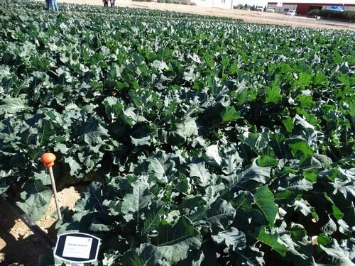 Takii Seeds muestra su amplia gama de brassicas en una jornada de puertas abiertas en el CDTA de San Javier