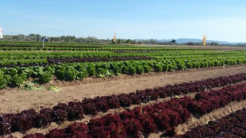 El 30 por ciento de los agricultores y ganaderos ya ha presentado su solicitud de ayudas de la PAC
