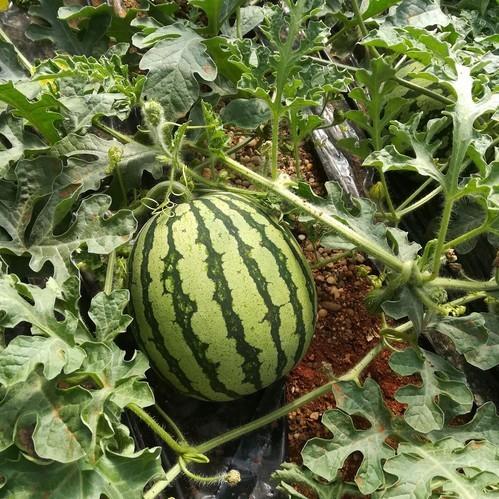 La Junta inicia la campaña ‘No cortes en verde’ para fomentar la comercialización de melón y sandía con maduración óptima
