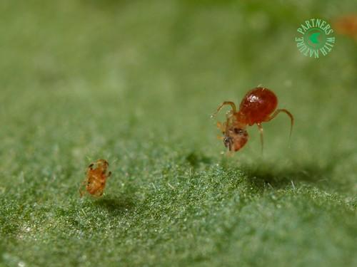 El control biológico de araña roja en cítricos es más eficaz si la fauna auxiliar dispone de alimento alternativo