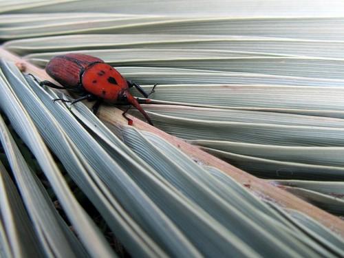 La Cátedra de Bioinsecticidas de Idai Nature ofrecerá una solución ecológica a la plaga de picudo rojo