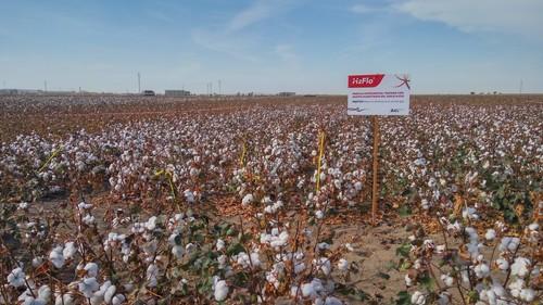 ICL participa en las Jornadas Técnicas de Guadalsem sobre algodón en el Bajo Guadalquivir