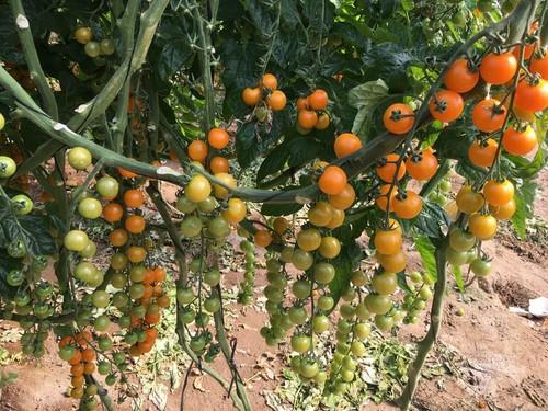 Diamond Seeds consolida su amplio catálogo de variedades para Almería destacadas por su alta productividad, resistencias y para cubrir todos los ciclos