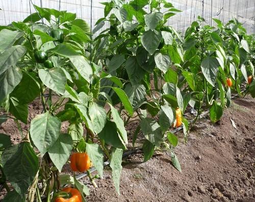 Organizan en Almería un curso sobre la nueva normativa europea de fertilizantes