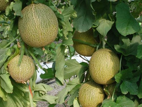 El melón cae de precio en la semana 19 con el galia a 0,27 euros de media