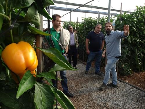 Syngenta cuenta con un catálogo de pimiento renovado con variedades de calidad que aportan nuevas resistencias