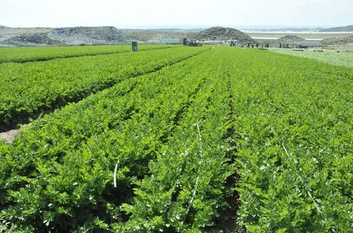 Agricultura comprueba la efectividad de un abono vegetal en cultivo de apio verde para obtener cosechas de mayor cantidad y calidad