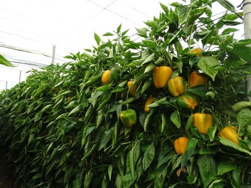 ASAJA aconseja asegurar las plantaciones tempranas de hortalizas