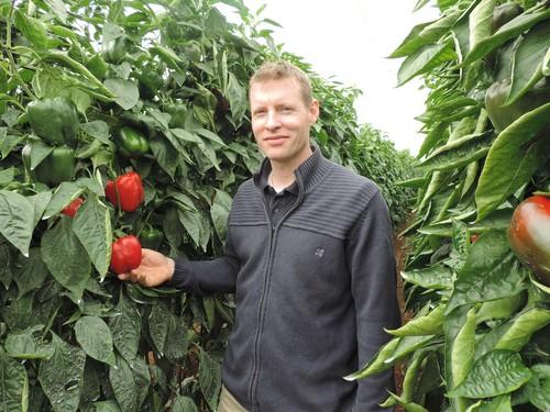 Ramiro Arnedo suma el California naranja AR37974 F1 a su gama de pimientos para tardío