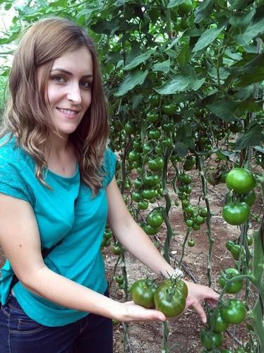 Top Seeds abre una nueva etapa de posicionamiento en tomate con importantes novedades en cherry, marmande, liso y pera