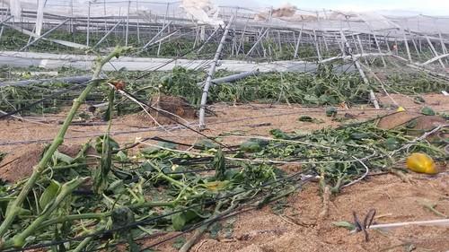 COAG asegura que los invernaderos están ‘vendidos’ si los agricultores no contratan el seguro agrario