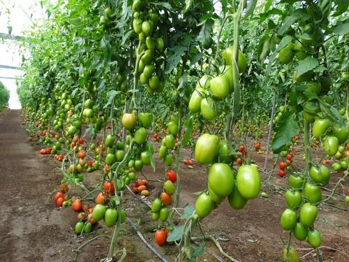 Meridiem Seeds aúna productividad, calidad de fruto y sabor con sus variedades de tomate Granoval y Cherruty