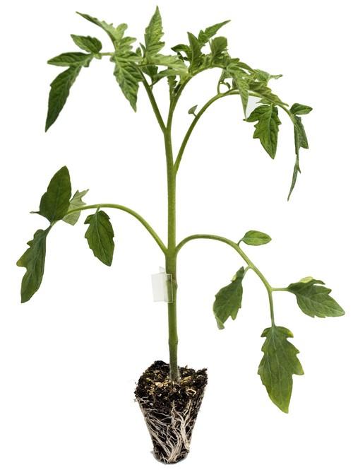 Filosem apuesta por el portainjerto K2 por su buen equilibrio vegetativo/generativo y excelente germinación y uniformidad en semillero