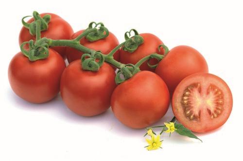 Semillas Fitó muestra su potente oferta en tomate con variedades líderes como Ateneo  y novedades como Alcazaba o Ferdinand