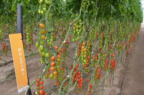 HM Clause consolida su liderazgo en la comercialización de tomate cherry en Almería