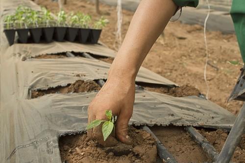 La Junta valora que el reglamento de la PAC incluya al pequeño agricultor y pide seguir batallando para no perder ni un euro