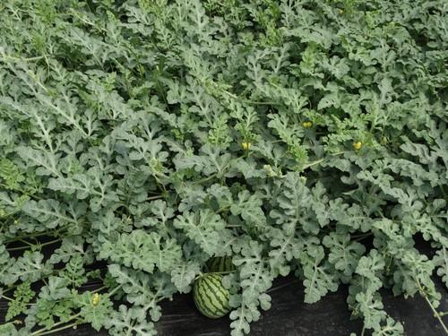 El precio de los cultivos hortofrutícolas almerienses se hunde, con la sandía un 80 por ciento más barata
