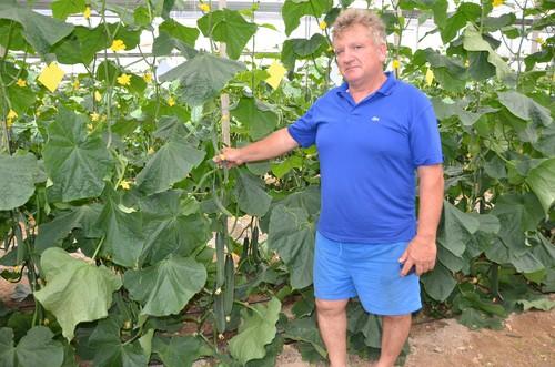 Seminis revoluciona el segmento de pepino temprano con Invictus