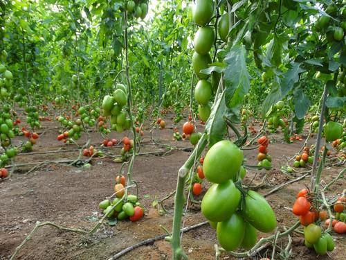 Meridiem Seeds aporta seguridad, productividad y calidad con sus tomates Granoval y Cherruty