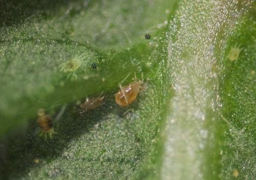 La correcta instalación de insectos beneficiosos es fundamental para el control eficaz de plagas