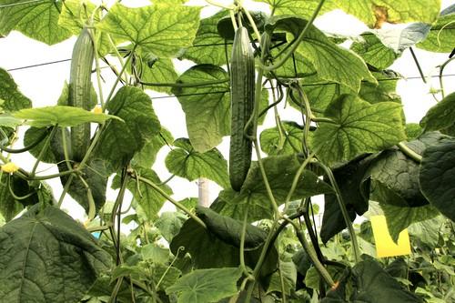 Mitre y Tejo estrenan SmartQ, la línea mejorada de pepino holandés de Semillas Fitó