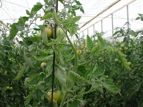 Un nuevo virus, detectado en Jordania y México, seria amenaza para el tomate almeriense