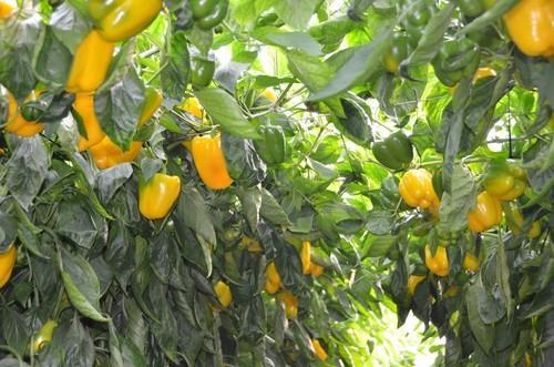 Seminis ofrece la calidad y seguridad de sus pimientos California Tallante y Ardanza para Murcia ideales para convencional y ecológico
