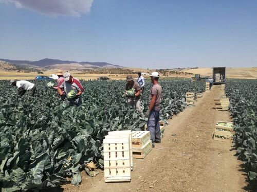 La nueva variedad de coliflor de Sakata Seed Ibérica, Whiton, triunfa en su presentación en las Ventas de Zafarraya