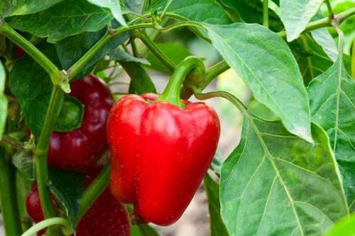 Un ensayo independiente demuestra la mayor eficacia de los bioestimulantes de microalgas AgriAlgae® en pimiento
