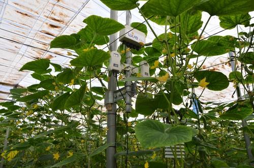 La metodología de Wise facilita al cultivo usar toda su energía para potenciar su rendimiento final