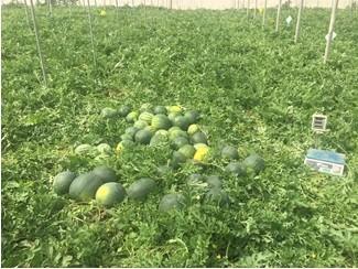  Trichodex incrementa en un 27% el rendimiento del cultivo de la sandía gracias a los formulados Molyblue, BS-95 y Citomastic