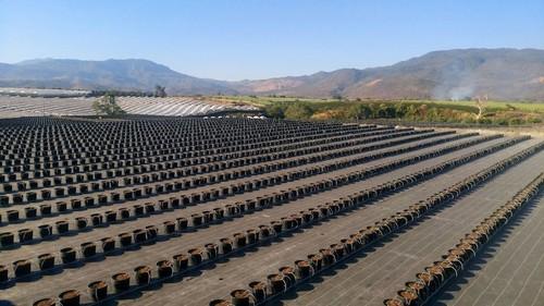 El cultivo hidropónico en el arándano logra un 50% más de producción en su primer año