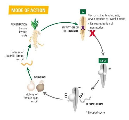 Vilmorin-Mikado presenta una solución innovadora para combatir el nematodo de género heterodera