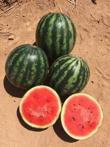 Diamond Seeds pone a disposición del mercado una amplia línea de variedades de sandía para cada segmento de cultivo