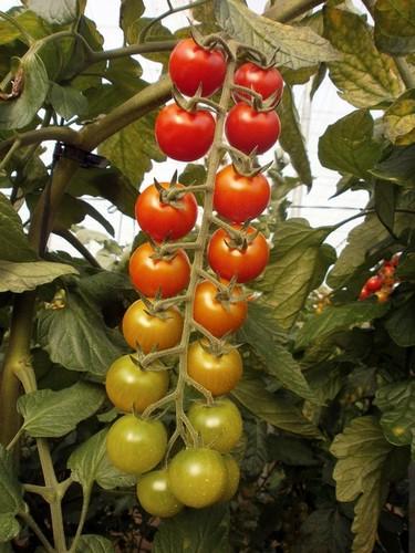 Las nuevas variedades de tomate cherry de Diamond Seeds garantizan un éxito seguro gracias a su excelente sabor, atractivo color y elevada postcosecha