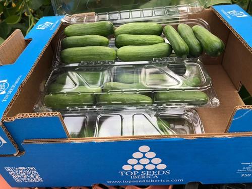 Top Seeds Ibérica consolida su buen  posicionamiento en las mayores zonas  productoras de España y Portugal