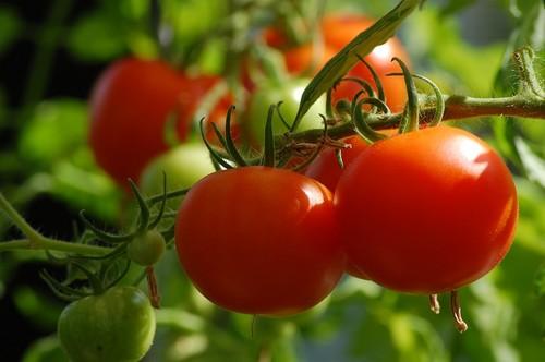 La producción ecológica bajo plástico en Almería sigue subiendo y roza las 3.000 hectáreas